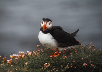 Puffin colony on Staffa Island